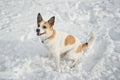 Dog waiting for commands in the snow