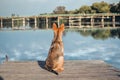 Dog waiting dock Royalty Free Stock Photo