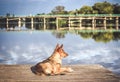 Dog waiting dock Royalty Free Stock Photo