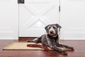 Dog Waiting By Door For Walk Royalty Free Stock Photo