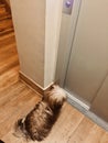 Dog waiting elevator