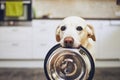 Dog waiting for feeding Royalty Free Stock Photo