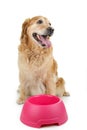 Dog waiting food Royalty Free Stock Photo