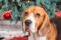 The dog waiting in front of New Year tree, close-up studio photo