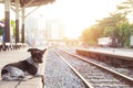 dog waiting for his master to the retro steam train station Royalty Free Stock Photo