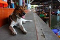 Dog waiting for his owner at Floating Market / Bangkok / Thailand Royalty Free Stock Photo