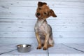 Dog waiting for his ration next to his bowl of croquette with attention