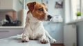 Dog waiting for knee xray results, anxious moment, clinic interior, empathetic, heartwarming sketch , studio lighting Royalty Free Stock Photo