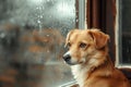 Dog waiting near the window for its owner in a rainy day. Generative AI