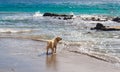 Dog waiting owner on the beach Royalty Free Stock Photo