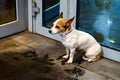 the dog is waiting for the owner at the door of the store Royalty Free Stock Photo