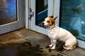 the dog is waiting for the owner at the door of the store Royalty Free Stock Photo