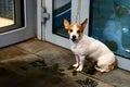 the dog is waiting for the owner at the door of the store Royalty Free Stock Photo