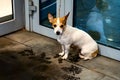 the dog is waiting for the owner at the door of the store Royalty Free Stock Photo