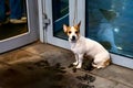 the dog is waiting for the owner at the door of the store Royalty Free Stock Photo