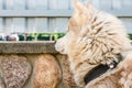 Dog waiting for owner and looking through the crack Royalty Free Stock Photo