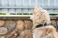 Dog waiting for owner and looking through the crack Royalty Free Stock Photo