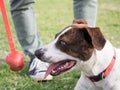 Dog waiting for owner to throw tennis ball