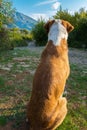 Dog waiting on the road