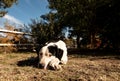 Dog waiting sadly. Royalty Free Stock Photo