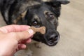 the dog is waiting for a tasty treat. treat for a dog in the form of a bone in a human hand. dog training Royalty Free Stock Photo