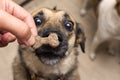 the dog is waiting for a tasty treat. treat for a dog in the form of a bone in a human hand. dog training Royalty Free Stock Photo