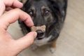 the dog is waiting for a tasty treat. treat for a dog in the form of a bone in a human hand. dog training Royalty Free Stock Photo