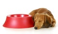 Dog waiting to be fed Royalty Free Stock Photo