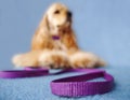 Dog waiting to go for a walk Royalty Free Stock Photo