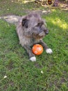 Dog waiting to play Royalty Free Stock Photo