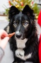 Dog waiting for a treat Royalty Free Stock Photo