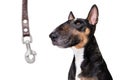 dog waiting for a walk with leash Royalty Free Stock Photo