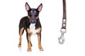dog waiting for a walk with leash Royalty Free Stock Photo