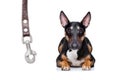 dog waiting for a walk with leash Royalty Free Stock Photo