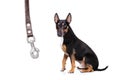 Dog waiting for a walk with leash Royalty Free Stock Photo