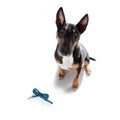 Dog waiting for a walk with leash Royalty Free Stock Photo