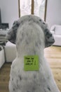 Dog waiting for a walk, post-it