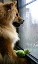 Dog Waiting at Window Royalty Free Stock Photo