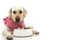 DOG WAITITNG FOR EAT. LABRADOR RETRIEVER WEARING A RED CHECKERED NAPKIN OR BANDANA WITH EMPTY BOWL, ISOLATED SHOT AGAINST WHITE Royalty Free Stock Photo