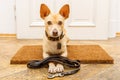 Dog waits at door for a walk