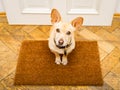 Dog waits at door for a walk