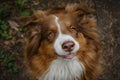 Dog waits food with serious face. Aussie red tricolor is not combed. Cheerful face of pet outside in summer. Beautiful