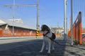 A dog waits for his owner at the train station. The concept of loyalty, abandonment and canine friendship. A beagle dog howling Royalty Free Stock Photo