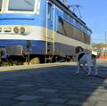 A dog waits for his owner at the train station. The concept of loyalty, abandonment and canine friendship. A dog watching a moving