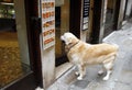 A dog waits patiently outside restaurant