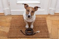 Dog waits for walking with leash