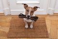 Dog waits for walking with leash