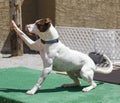 Dog waiving a high five