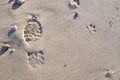 Dog walk on the beach. Sandy foot and paw print. Royalty Free Stock Photo