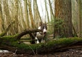 Dog walk in the forest Royalty Free Stock Photo